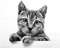 Black And White Cat Drawing Simple 30 Beautiful Cat Drawings Best Color Pencil Drawings And Paintings World Cat Day Aug 8 Realistic Cat Drawing Animal Drawings Cat Drawing