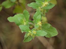 Image result for Acanthospermum hispidum