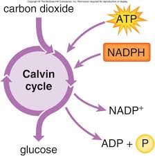 The sugar can be broken down in plant cells by the process of respiration to generate atp. 3 5 1 Photosynthesis Flashcards Quizlet