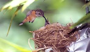 Image result for The smallest bird in the world: Bee Hummingbird Mellisuga helenae