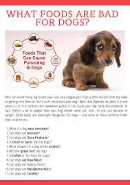 Coffee mixed with milk is indicated for youngsters. What Foods Are Bad For Dogs Flip Book Pages 1 6 Pubhtml5