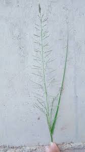 Image result for Eragrostis plana