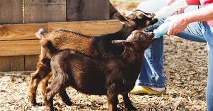 Just never again give any goats that type of med. Bottle Feeding Goats 10 Important Points You Need To Consider