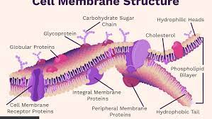 Maybe you would like to learn more about one of these? Cell Membrane Function And Structure