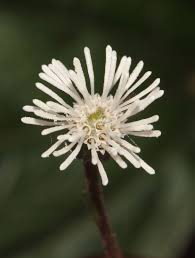 Image result for Adenostemma