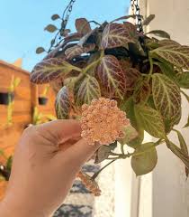 This hoya comes from new caledonia and it was described in 1921. Hoya Archives Page 10 Of 13 Plantophiles