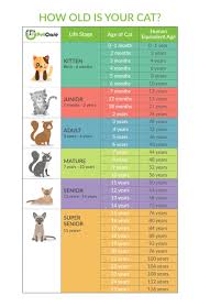 The first year of a cat's life is equivalent to around fifteen human years. How To Calculate Cat Years To Human Years Calculator Chart