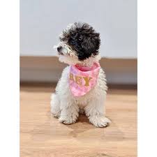 Find cockapoo breeders & puppies for sale in or around virginia beach. Cockapoo Breeder Germany Cockapoo Cokapoo For Adoption Facebook