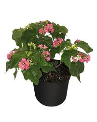 Image result for Dombeya