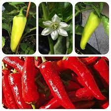 Доставка блюд домой и в офис. Greek Peperoni Griechischer Gemusepaprika Ganz Wenig Scharfe