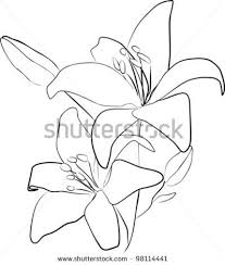 Outline Of Lily Stock Vectors Vector Clip Art Lilies Drawing Lilly Flower Drawing Flower Sketches