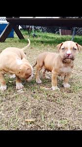 Evet, sonradan birilerinin aklına gelerek bir üretim gerçekleştirildi ve bu yazıya da konu olan cins hayatımıza girdi. American Pit Bull Terrier Puppies For Sale Jesup Ga 114160