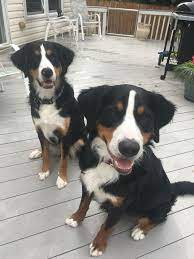 I will probably stick with this mix going forward. 30 Of The Best Lab Mix Labrador Mix Labrottie Com Labrador Mix Best Dogs For Families Burnese Mountain Dog
