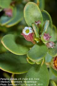 Image result for Pemphis