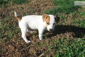 Shortie Jack Russell Puppies For Sale In Tn Jack Russell Terrier Puppies Jack Russell Puppies Jack Russell Terrier