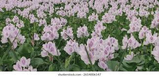 Image result for Pontederiaceae