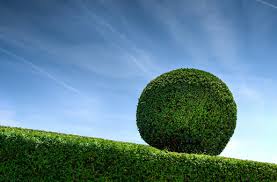 Hedge Photo Background Transparent Png Images And Svg Vector Clipart Png Clipart Royalty Free Svg Png Largest collection of free vector art, vector images, vector graphic resources, clip art, illustrations, wallpaper background designs for all free downloads. kisscc0