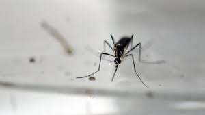 Actually controlling the pests from the. What Are The World S Deadliest Animals Bbc News