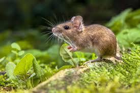 Check spelling or type a new query. Can Pet Snakes Eat Wild Mice Embora Pets