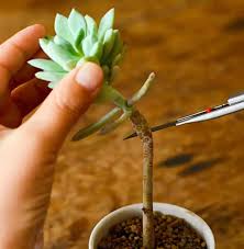 Order succulent plants, cuttings, seeds and more. How To Propagate Succulents From Leaves To Stem Cuttings