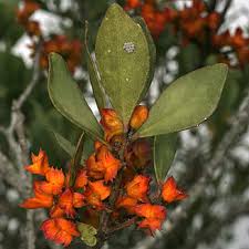 Image result for Pterocelastrus