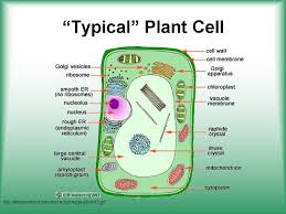 Plant cell parts and functions powerpoint. Cell Structure Function Http Koning Ecsu Ctstateu Edu Cell Cell Html Cell Theory All