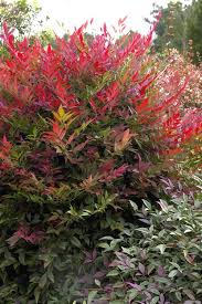 Image result for Nandina