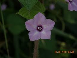 Image result for Ipomoea dichroa