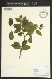 Image result for Thesium bequaertii