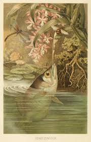 Before we talk about archer fish facts, we will like to ask you a question. Archerfish Old Book Illustrations