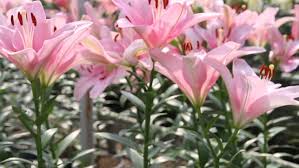 Including the beautiful patterned lily pads and reflections of the flower in the water make for a more interesting composition. Beautiful Lily Flower In Garden Stock Footage Video 100 Royalty Free 5242385 Shutterstock