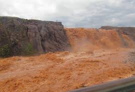 Image result for Euploca katangensis