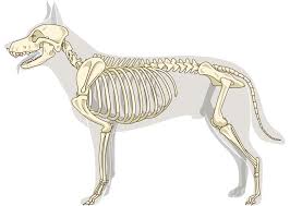 Treatment for osteosarcoma in dogs will depend on several factors, including the location of the tumor and whether the cancer has spread. Precision Oncology Treatment Of Canine Osteosarcoma Galenicamed