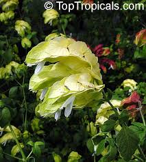 Beloperone, red shrimp plant,lacrima d'amore della famiglia acanthaceae,adatta da appartamento o giardino esotico tropicale,all'interno delle bratte color. Tropiki Na Podokonnike