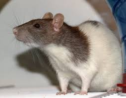 My Brothers Rat Imgur Pet Rats Fancy Rat Cute Rats