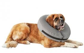 Electric shock collar, safe collars & training systems for dogs, top brands. 11 Better And Cheaper Alternatives To Your Vet S Awful Cone Of Shame