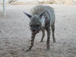 tibesti mountains wikipedia striped hyena animals beautiful hyena