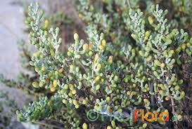 Image result for Zygophyllum cuneifolium