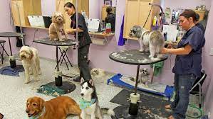 Augustine, florida in 2002, pet paradise resort and day spa® is now located in nine states. How Much Does Dog Grooming Cost Angi Angie S List