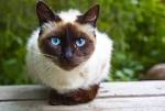 Siamese Cats & Kittens For Sale & Rehome uk | Find Cats ...