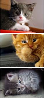 Ada ku kisah pasal comel? Gambar Kucing Paling Comel Di Dunia Youtube Gambar Lucu Kucing Imut Mobile