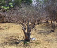 Image result for Belonophora coffeoides