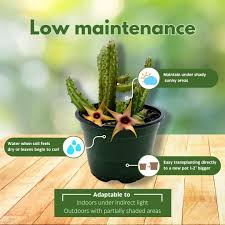 Image result for Huernia procumbens