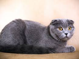 Munchkin kitten in cats & kittens for rehoming in ontario. The Painful Life Of A Scottish Fold Cat Society Gulf News