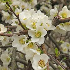 Image result for Buchnera speciosa