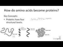 Biochemistry Tests For Food Macromolecules Youtube Amino Acids Science Chemistry Macromolecules