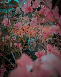 Download wallpaper aesthetic black hd. Cats And Flowers Aesthetic Bunga Flower Full Garden Kucing Lightroom Hd Mobile Wallpaper Peakpx