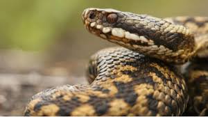 Start studying engelska glosor v. Vad Gor Om Viperen Drommer Dromde Vijuk Tolkning Av Somn For Drommar