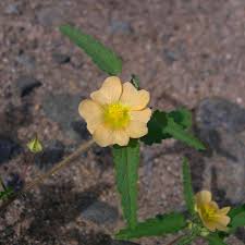 Image result for Sida dregei