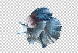 Siamese Fighting Fish Honey Gourami Spotfin Betta Goldfish Png Animals Aquarium Betta Blue Breed Siamese Fighting Fish Betta Fish Psd Texture